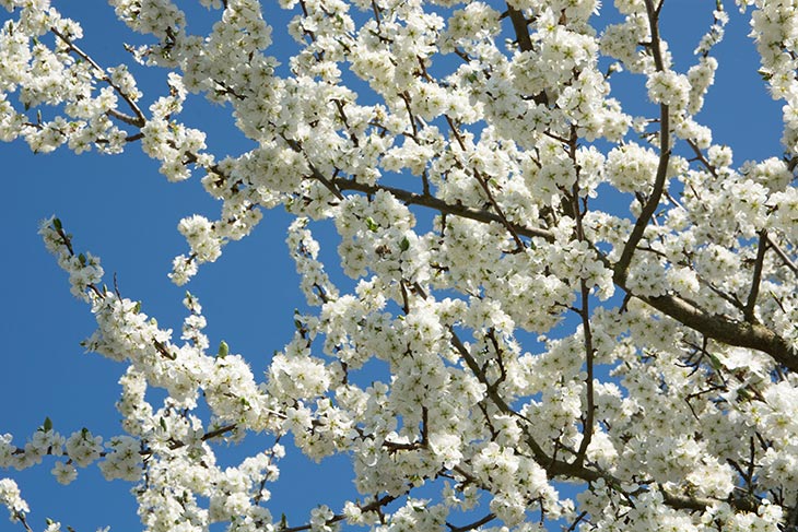 weiße Blüten eines blühenden Baumes vor blauem Himmel
