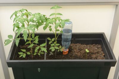 Pflanzen mit Tonkegel in den eine Flasche zum Bewässern gesteckt ist.